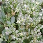 Polycarpon tetraphyllum Flor