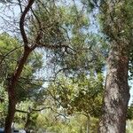 Pinus echinata Corteza
