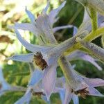 Delphinium montanum Flor
