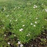 Stenaria nigricans Flower