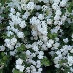 Spiraea × vanhouttei Õis