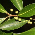 Ficus americana Fruit