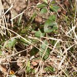 Sideroxylon lanuginosum Habit