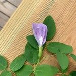 Clitoria mariana Flower