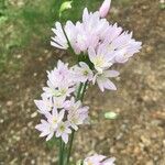 Allium roseum Blomma