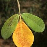 Commiphora mollis 葉