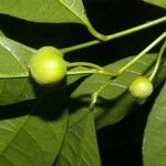 Gymnanthes riparia Fruto