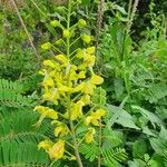 Caesalpinia decapetala Floare