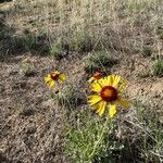 Gaillardia pinnatifida Blomma