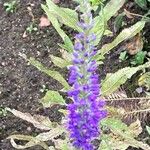 Veronica spicata Blüte