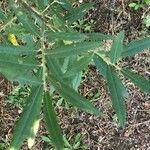 Salix viminalis Hoja