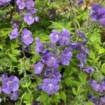 Phacelia bipinnatifida Flower