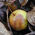 Malus domestica Fruit