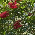 Sambucus racemosaLeaf