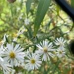 Symphyotrichum lanceolatumКвітка