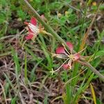 Oenothera suffrutescens പുഷ്പം