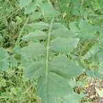 Sonchus oleraceus Fulla