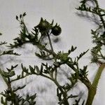 Solanum triflorum Fruit