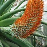 Aloe thraskii Kvet