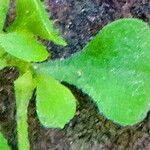 Erigeron bellioides 葉