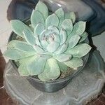 Echeveria chihuahuaensisFolha