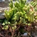 Lycopodium alpinum ഇല