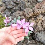Epilobium latifolium Fleur