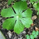 Podophyllum peltatum Lapas