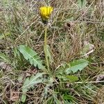 Taraxacum palustre 葉