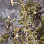 Sedum monregalense 整株植物