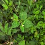 Croton hirtus 葉