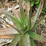 Aloe lateritia عادت داشتن