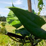 Fallopia dumetorum Fruto