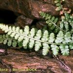 Asplenium foreziense Costuma