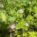 Geranium bicknellii Kwiat