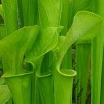 Sarracenia flava Folha