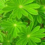Lupinus polyphyllus Feuille