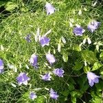 Campanula carnica Habit