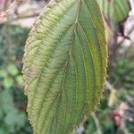 Viburnum farreri Hoja