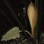 Attalea attaleoides Flower