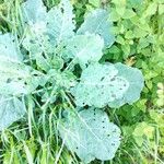 Brassica montana Leaf