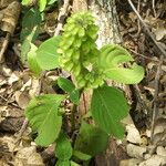 Ocimum campechianum Лист