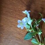 Claytonia caroliniana Flor