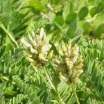 Astragalus cicer Virág