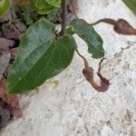 Aristolochia altissima Leaf