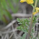 Corydalis aurea برگ