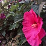 Hibiscus moscheutos Flor