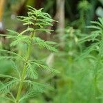 Myriophyllum aquaticum Elinympäristö