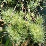 Tillandsia loliacea Celota