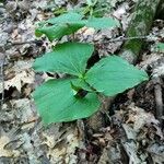 Trillium erectumFolla